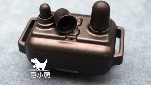 训犬止吠器评测 美女电击亲测，有用但请尽可能不用